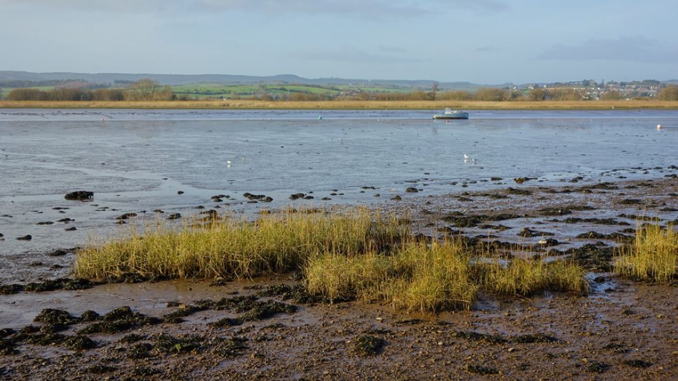 avocet cruises exe estuary