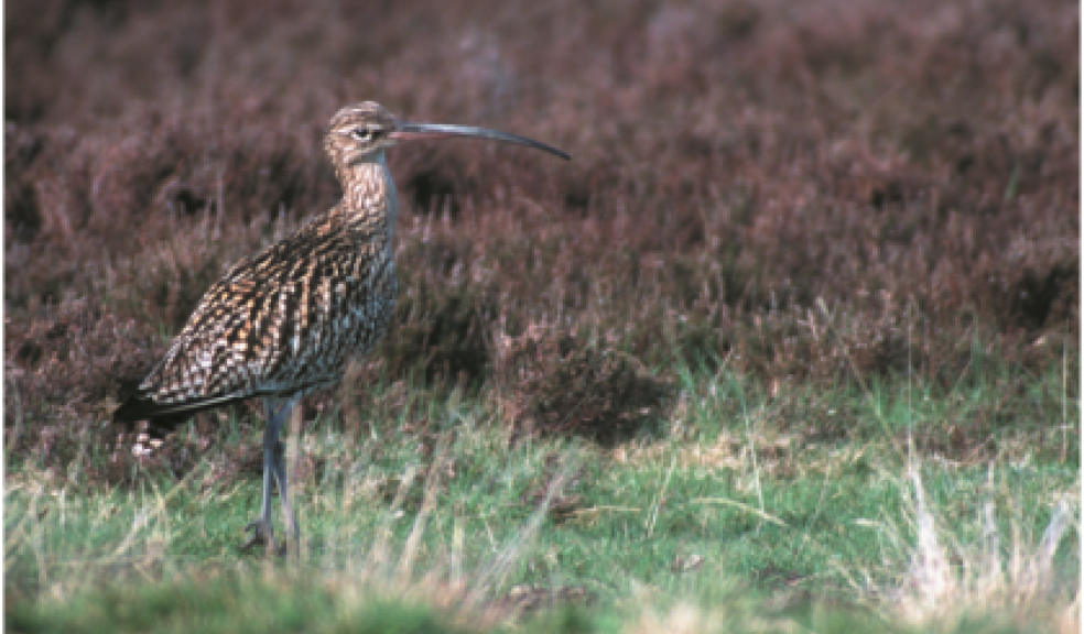 Curlew by Darin Smith