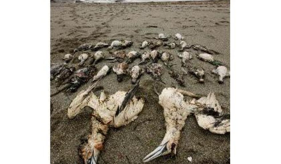 Seabird death chemical to be banned