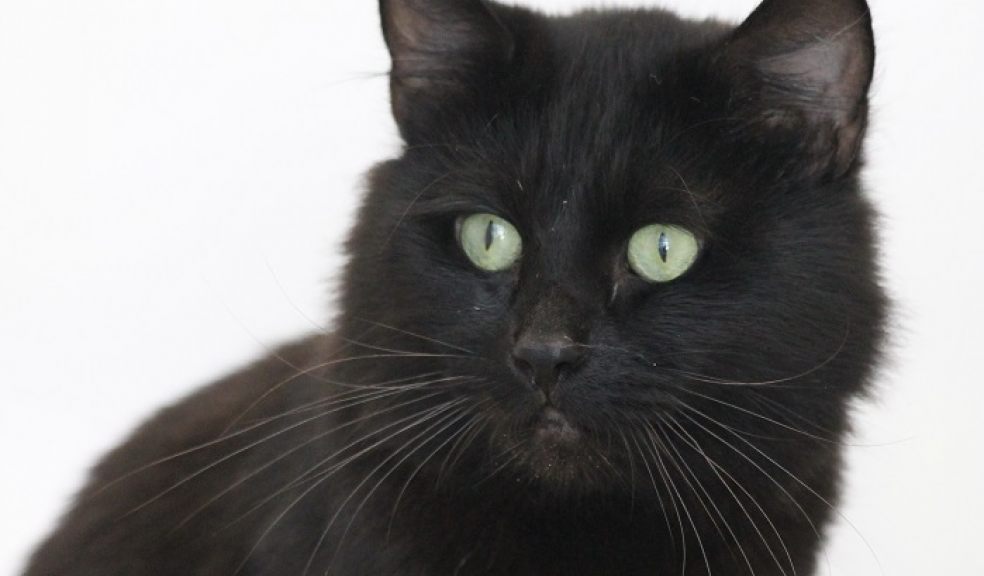 Meet Wallace on the day who needs a new home.