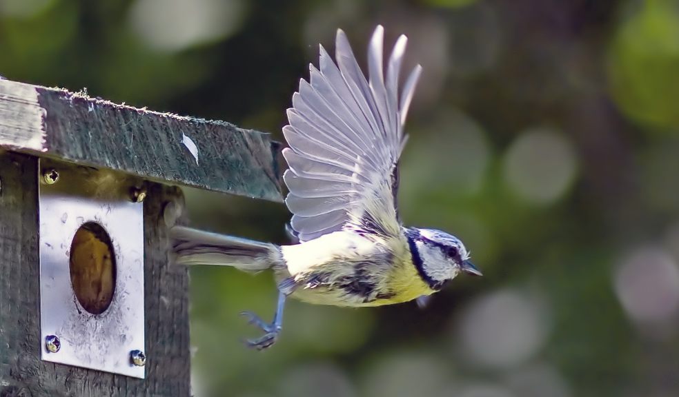 Blue tit (Credit: Charlie Flemming)