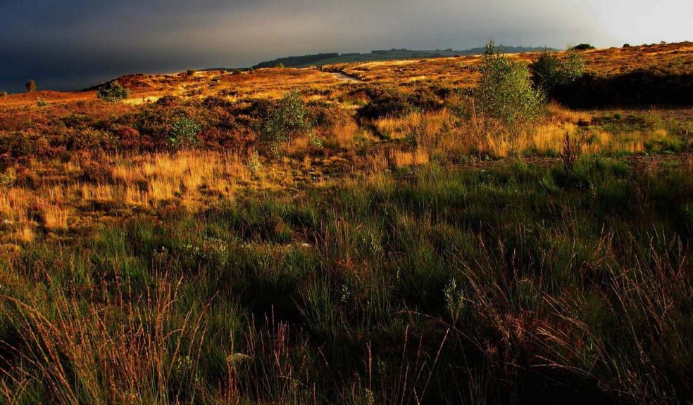 Bovey Heathfield Local Nature Reserve