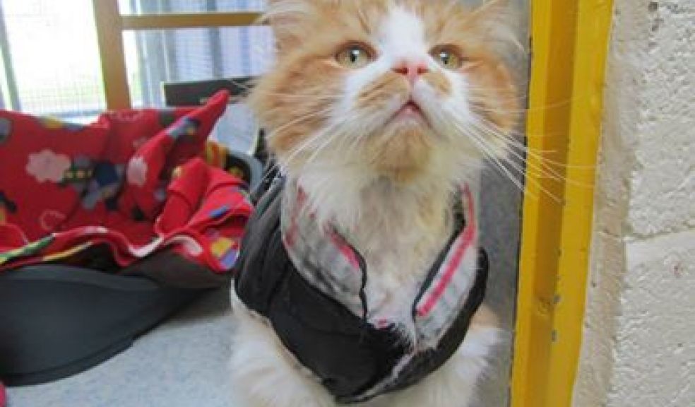 Help support Axhayes raise money to find new homes for cats like Brian