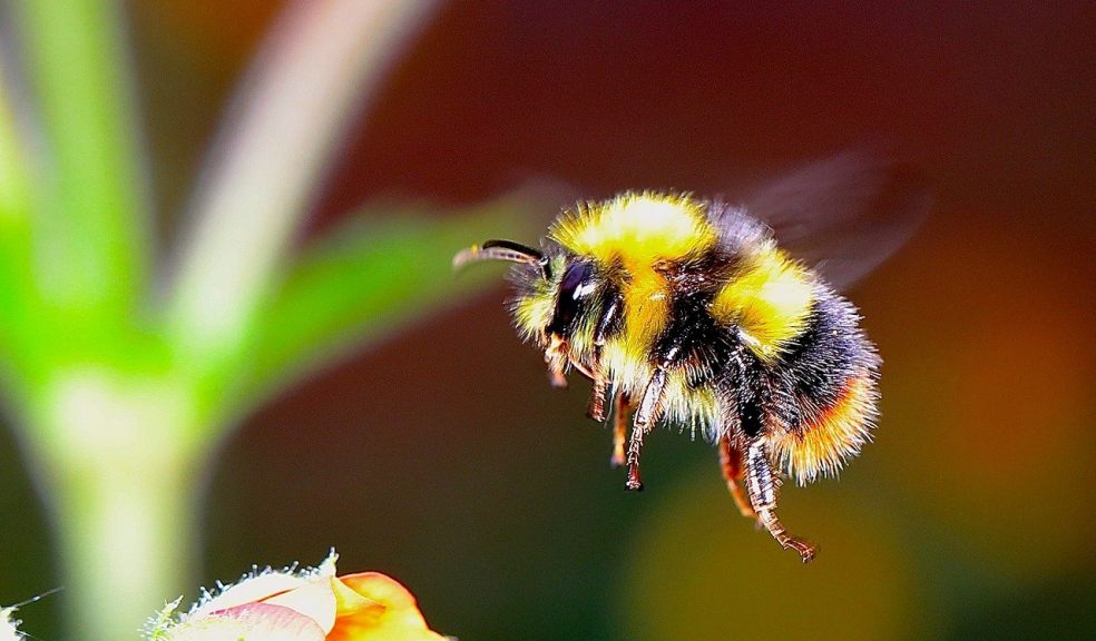 bumblebees, bees