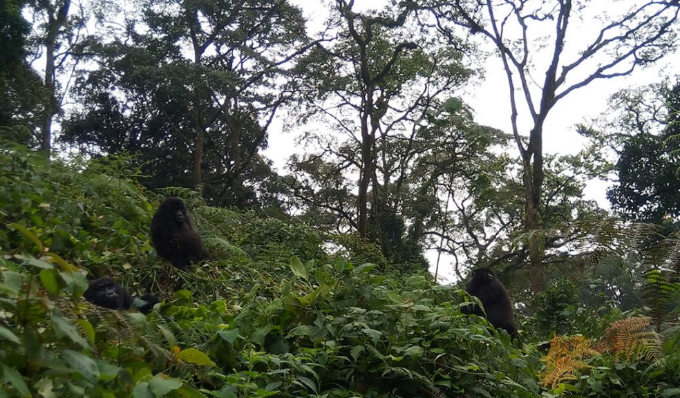 Gorillas at Bwindi Impenetrable National Park. Photo by Bwindi Impenetrable National Park Bwindi Impenetrable National Park