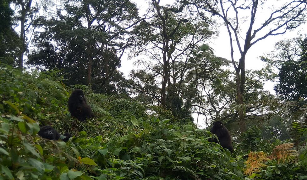 Bwindi Impenetrable National Park