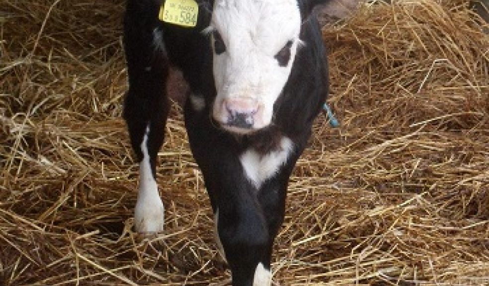 Visit our calves!