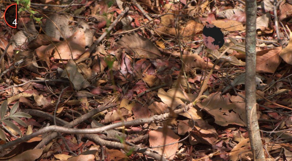 Can you spot the egg?