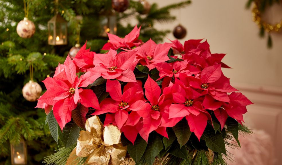Christmas plants will freshen up your living space.