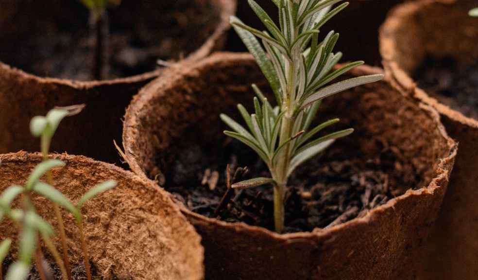How about a Herb Garden Starter Kit