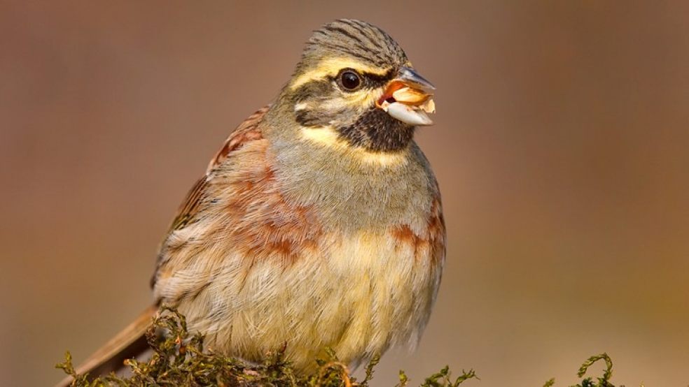 Cirl Bunting Bird. Image: Paco Gómez