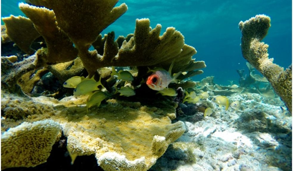 Complex coral