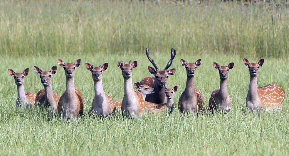 Devon’s Crealy Great Adventure Park welcomes royal deer family