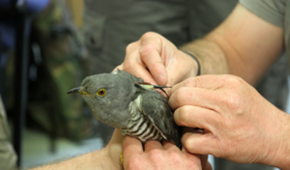 Cuckoo