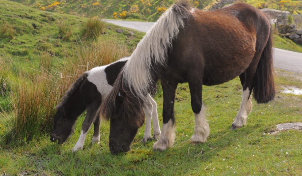 Dartmoor ponies