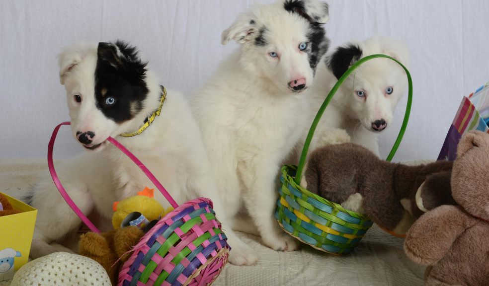 Aero, Wispa and Kinder will make eggcellent pets in the right home. Photo by Tom Teegan.