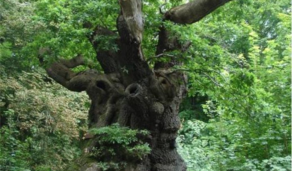 England's ancient trees are under threat | The Exeter Daily