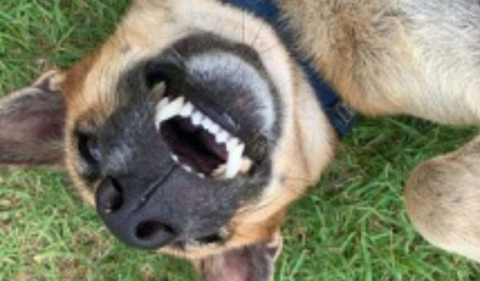 Finish the Summer in Style and Meet Our Special Guest Judge, Pen Farthing! Dog laying upside down on the grass