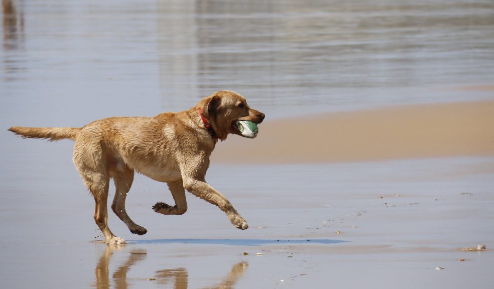 Dogs, teignbridge, walkers, devon, Exeter, public space, order