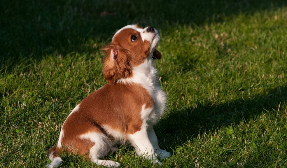 A King Charles Spaniel is one of the easier breeds to train