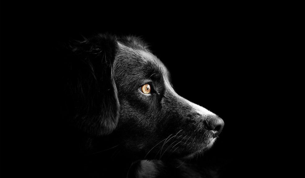 Is My Dog at the Risk of a Lifestyle Disease