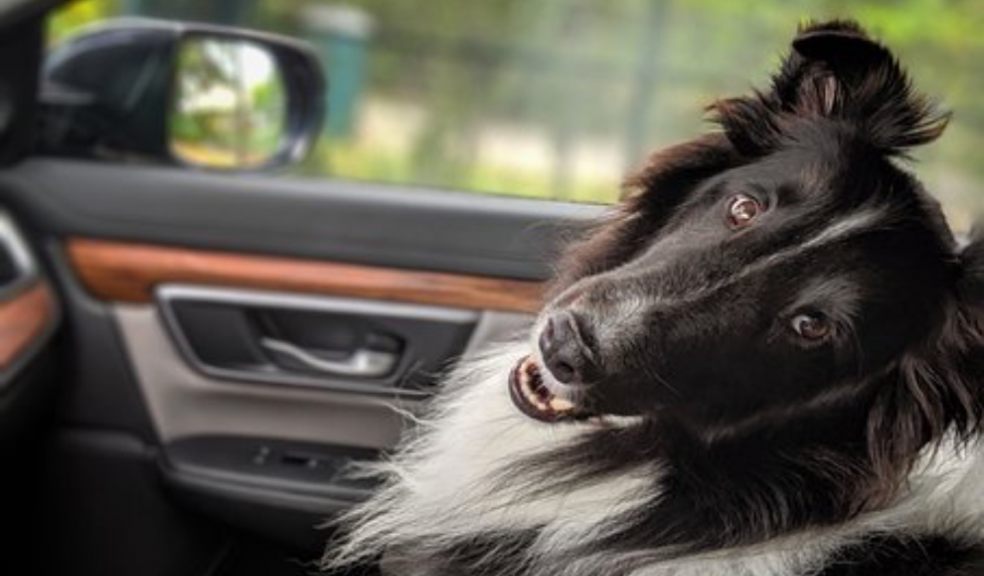 Dog looking over back shoulder in car