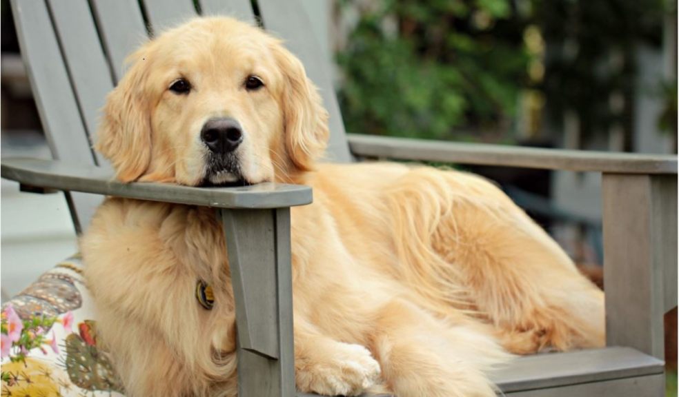 A golden retriever lays outside on a wooden bench with his head on the armrest, looking at camera.