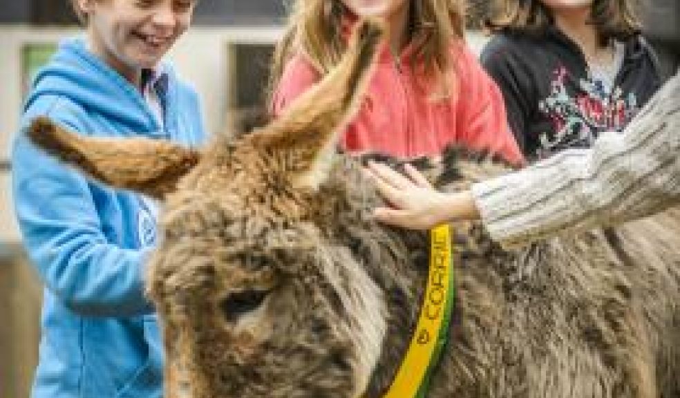 Photo courtesy of The Donkey Sanctuary