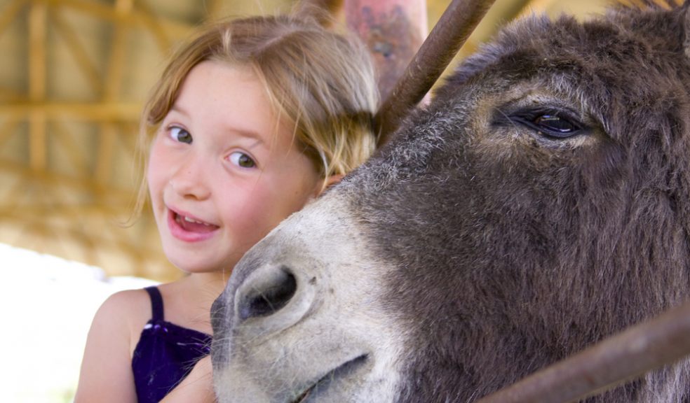 The Donkey Sanctuary Summer Fair is on Sunday