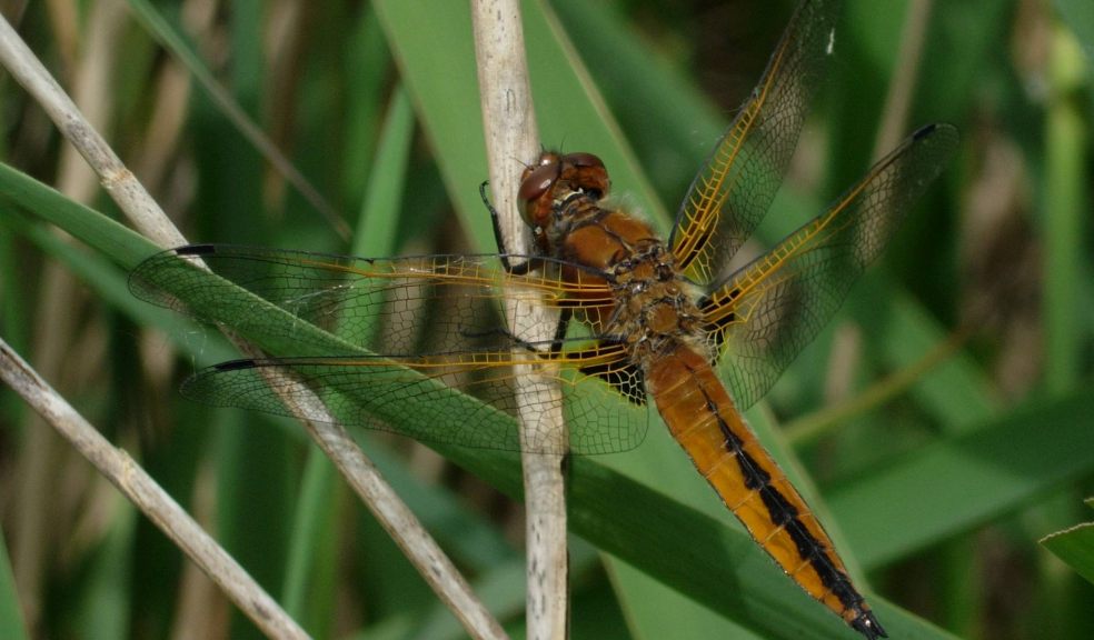 Scarce Chaser. Photo: Keith Richards.