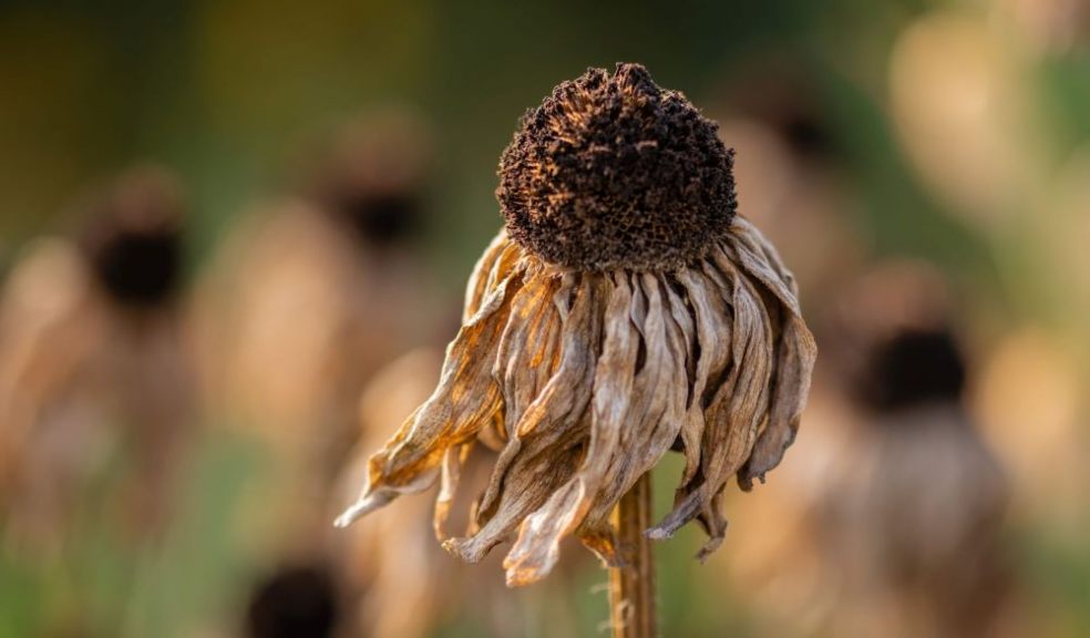 dry flower from drought