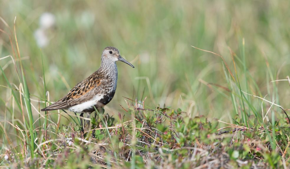 Dunlin