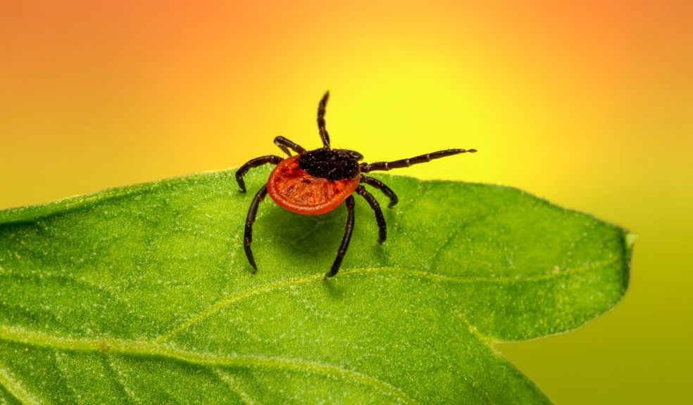 Planting for the Newbies: Common Plant Diseases and Pests Planting for the Newbies: Common Plant Diseases and Pests
