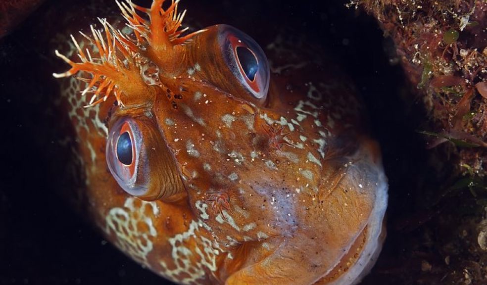 British Wildlife Photographer Award - Animal Portraits category winner, Mark Thomas - Tommy Tompot Blenny, North Wales