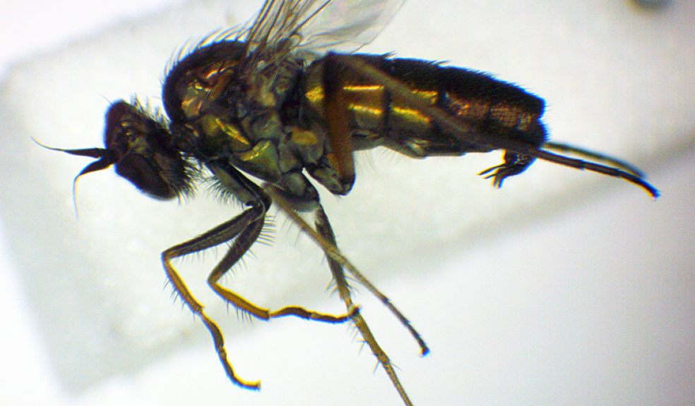 Rhaphium pectinatum