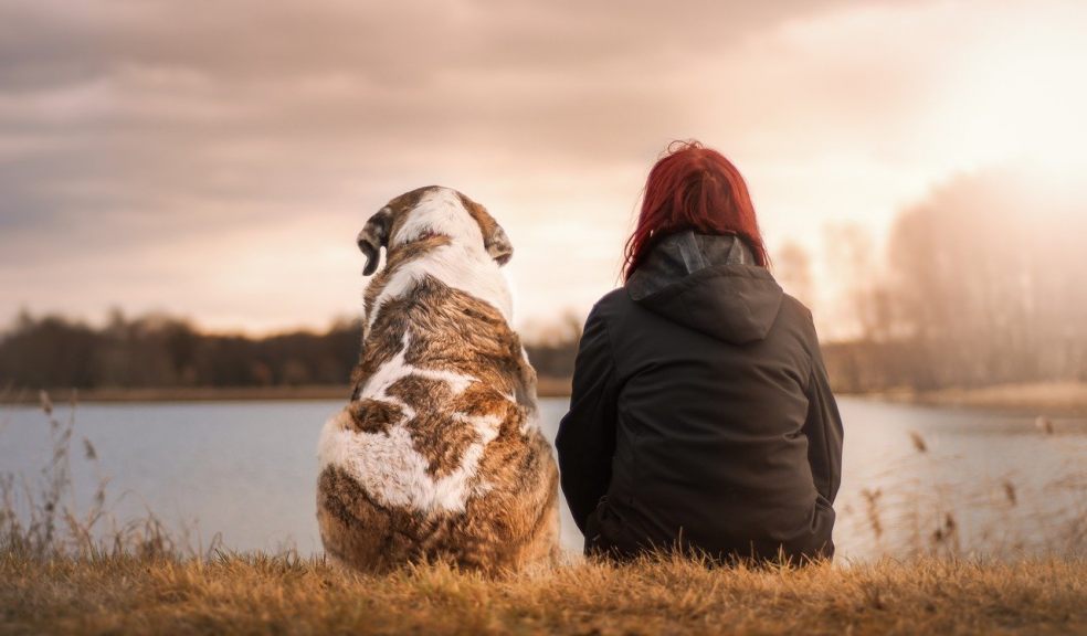 dog, health