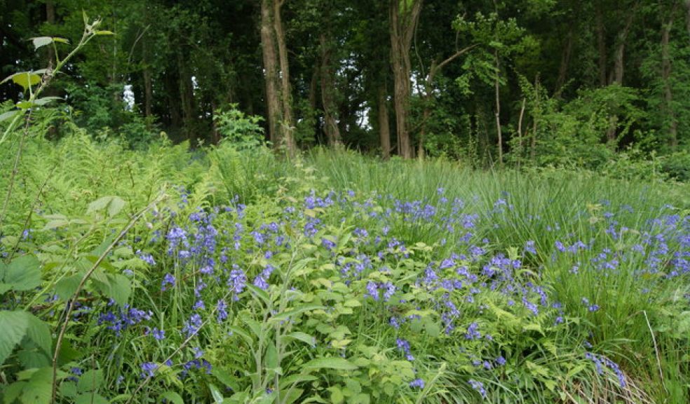 Holyford Woods Nature Reserve