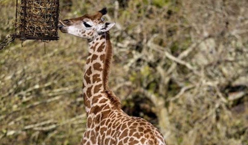 Paignton Zoo's 6 foot baby