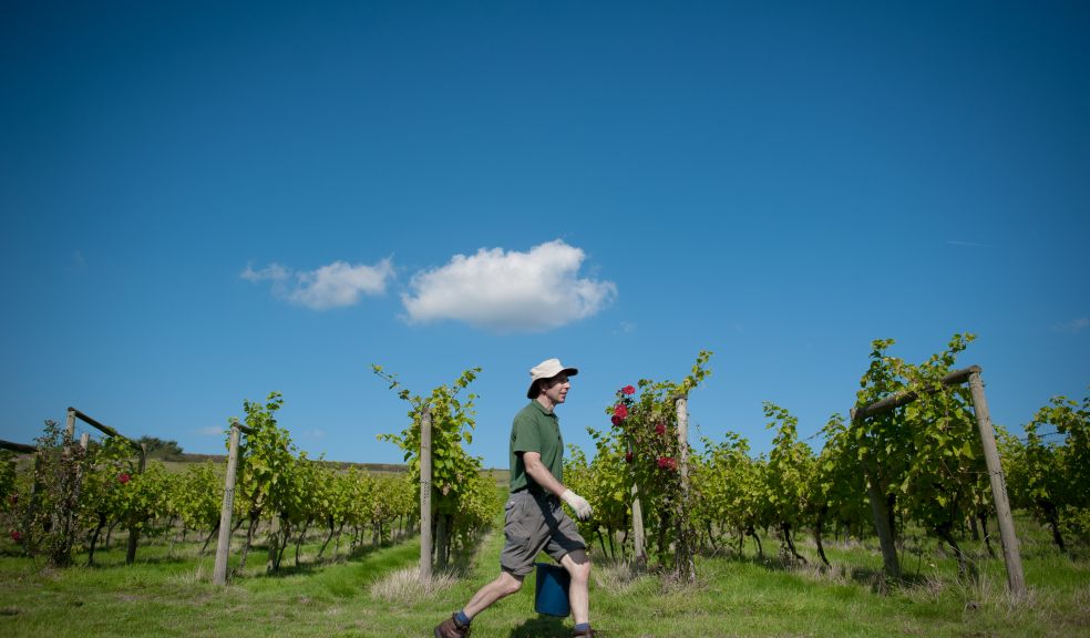 Volunteers helping harvest the Pinot Noir