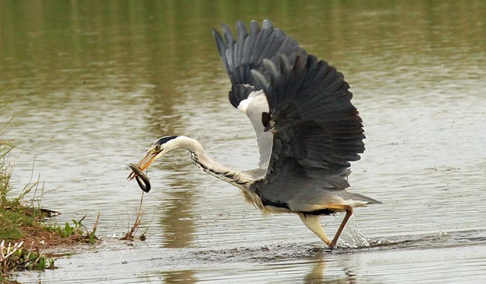 Grey heron with eel at Axe Estuary Wetlands. Photo by Brian Craig.