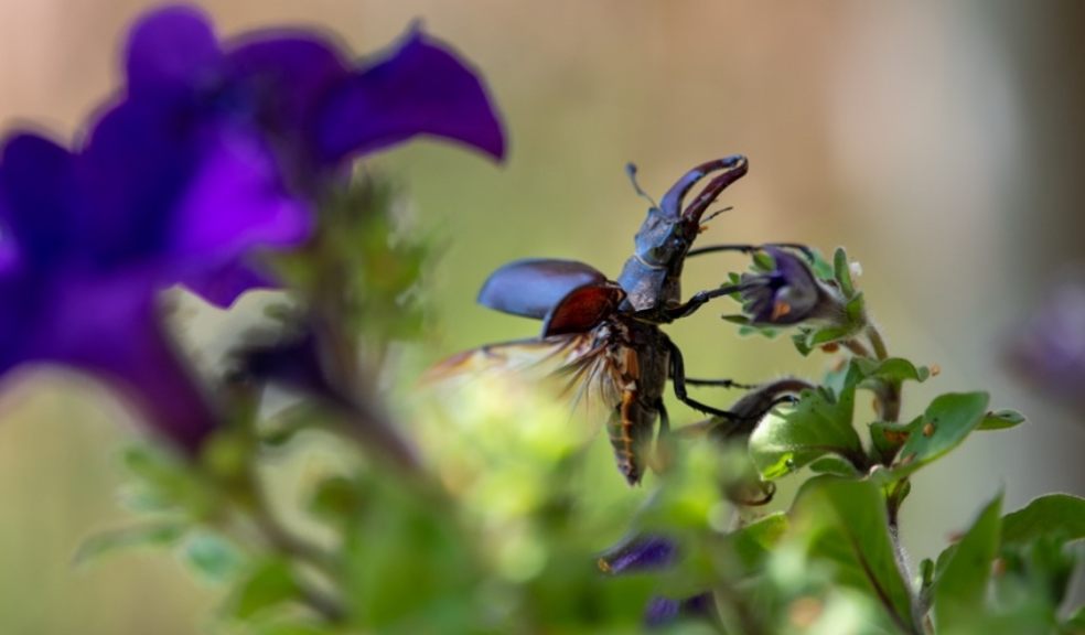 A male stag beetle taking off. Credit Kerry Jordan