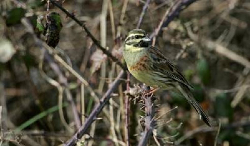 Photo courtesy of Andy Hay, www.rspb-images.com
