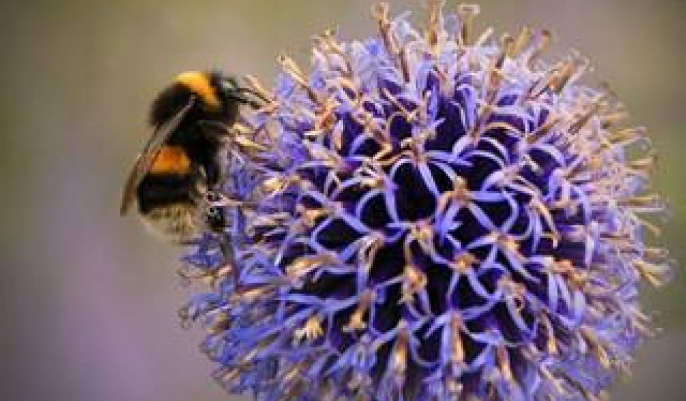 Buff-tailed bumblebee courtesy of Jon Hawkins, Surrey Hills Photography
