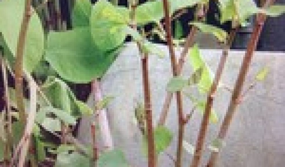 Japanese Knotweed
