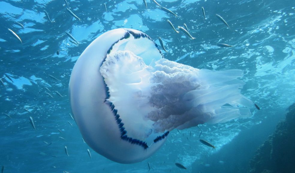 Barrel jellyfish