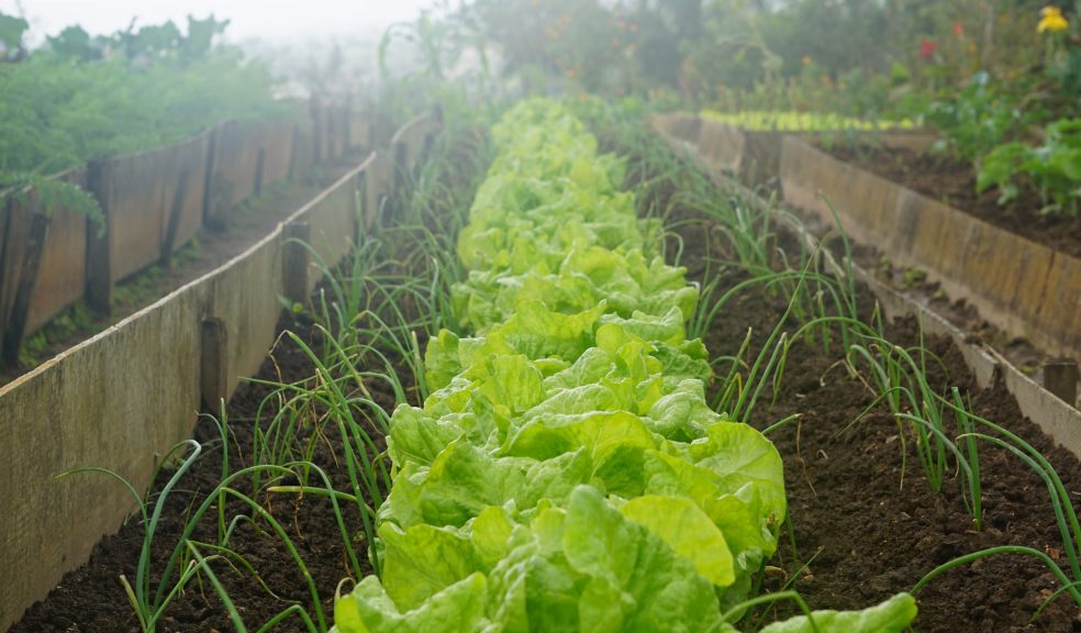 Green-fingered Brits have been turning their hand to growing their own vegetables during the pandemic