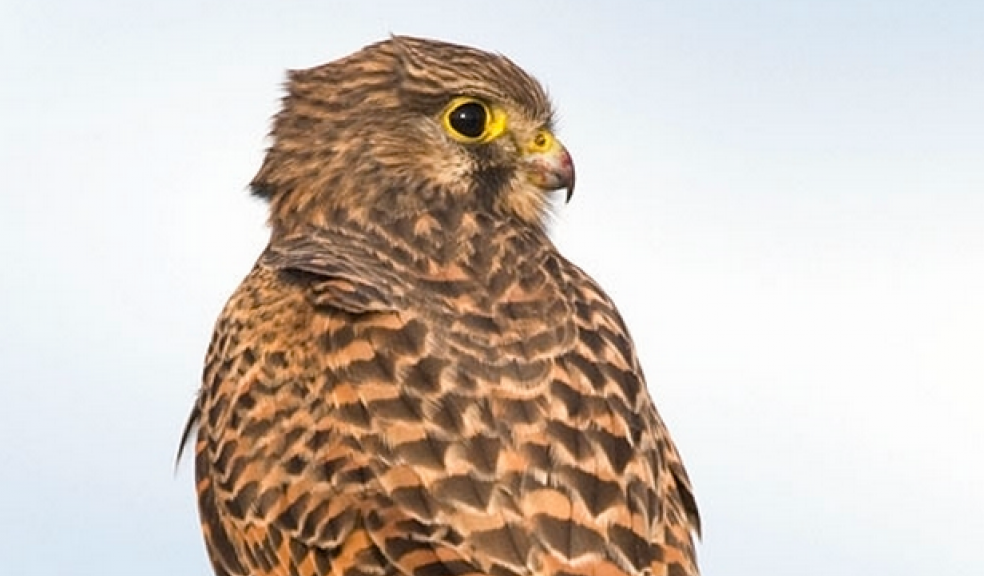 Photo courtesy of Northeast Wildlife