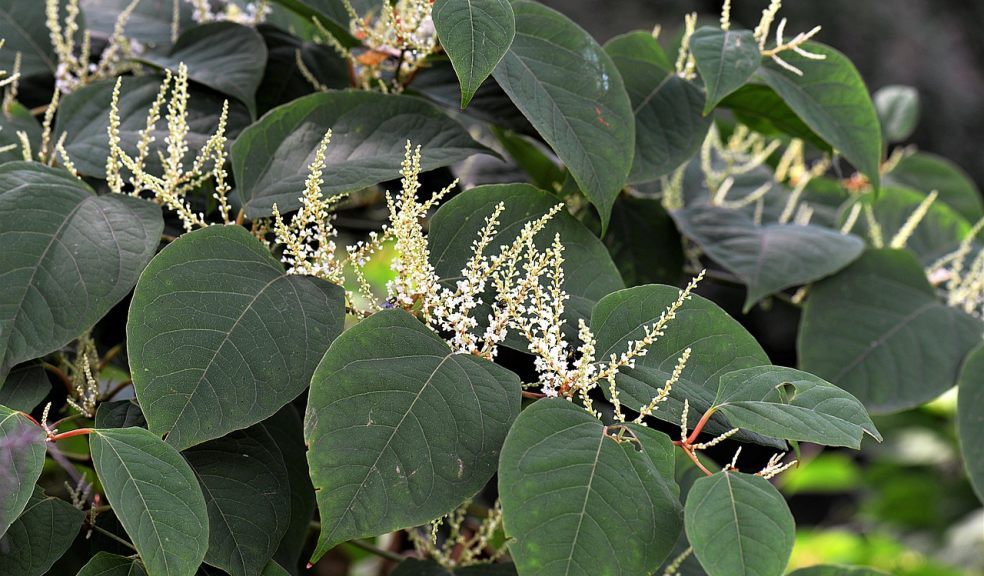 Japanese knotweed flowers and leaves 