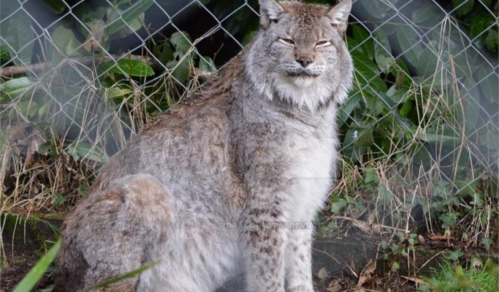 Note: This is not the escaped lynx