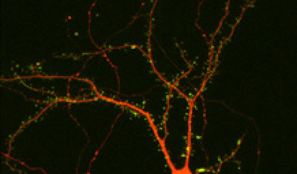 In the amygdala, neurons (red) communicate with each other to control fear using tiny junctions called synapses (green) where the 'trauma switch' receptors are located